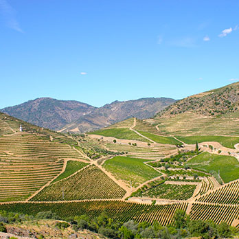 2022 Alianca Reserva, DOC Bairrada